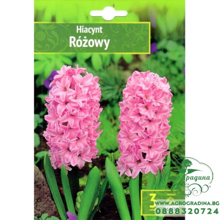 Зюмбюл Източен Розов / Hyacinthus orientalis Rozowy - 3 бр луковици