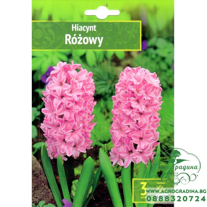 Зюмбюл Източен Розов / Hyacinthus orientalis Rozowy - 3 бр луковици