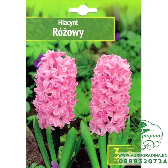 Зюмбюл Източен Розов Hyacinthus orientalis Rozowy - 3 бр луковици Зюмбюл Източен Розов Hyacinthus orientalis Rozowy - 3 бр луковици