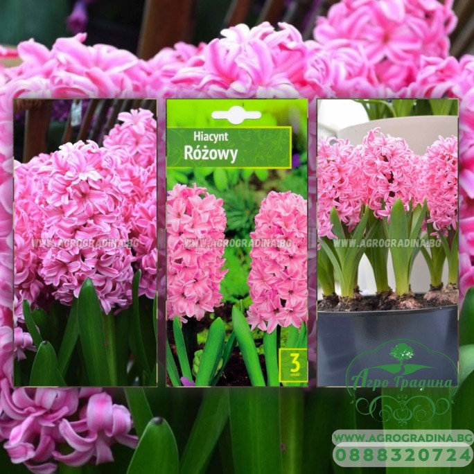 Зюмбюл Източен Розов Hyacinthus orientalis Rozowy - 3 бр луковици Зюмбюл Източен Розов Hyacinthus orientalis Rozowy - 3 бр луковици