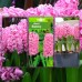 Зюмбюл Източен Розов Hyacinthus orientalis Rozowy - 3 бр луковици – Есенни луковици