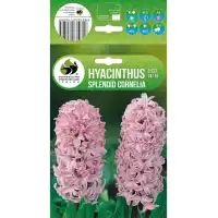 Зюмбюл Splendid Cornelia Hyacinthus - 3 бр луковици