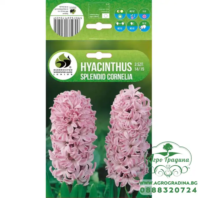Зюмбюл Splendid Cornelia Hyacinthus - 3 бр луковици Зюмбюл Splendid Cornelia Hyacinthus - 3 бр луковици