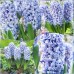 Зюмбюл Делфт Син / Hyacinthus Delft Blue - 3 бр луковици