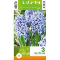 Зюмбюл Делфт Син / Hyacinthus Delft Blue - 3 бр луковици