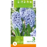 Зюмбюл Делфт Син / Hyacinthus Delft Blue - 3 бр луковици