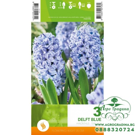 Зюмбюл Делфт Син / Hyacinthus Delft Blue - 3 бр луковици