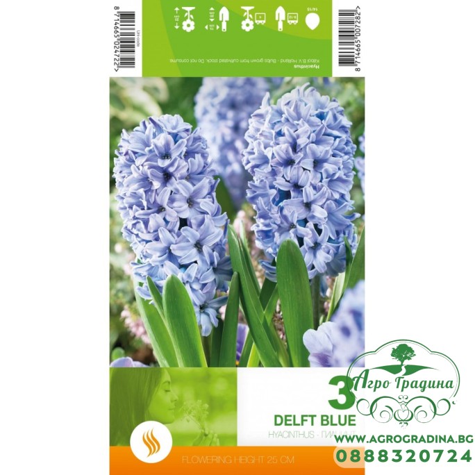 Зюмбюл Делфт Син / Hyacinthus Delft Blue - 3 бр луковици