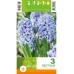 Зюмбюл Делфт Син / Hyacinthus Delft Blue - 3 бр луковици
