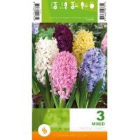 Зюмбюл Микс / Hyacinthus Mixed - 3 бр луковици