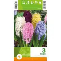 Зюмбюл Микс / Hyacinthus Mixed - 3 бр луковици
