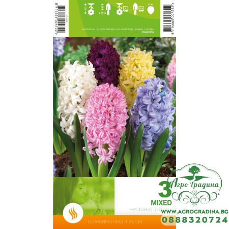 Зюмбюл Микс / Hyacinthus Mixed - 3 бр луковици