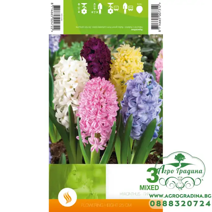 Зюмбюл Микс Hyacinthus Mixed - 3 бр луковици Зюмбюл Микс Hyacinthus Mixed - 3 бр луковици