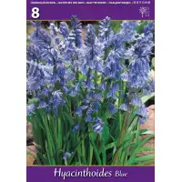 Лъжезюмбюл Синя камбанка / Hyacinthoides blue - 8 бр луковици