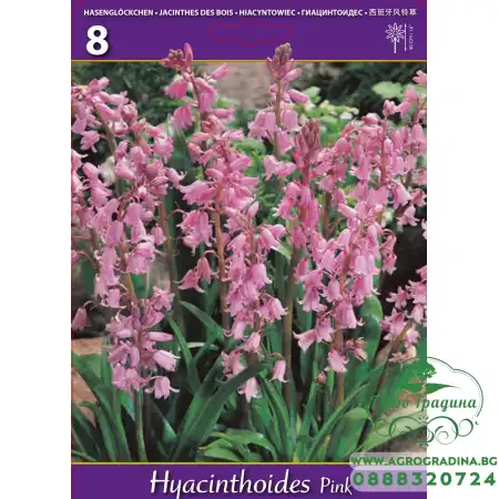 Лъжезюмбюл Розова камбанка / Hyacinthoides pink - 8 бр луковици
