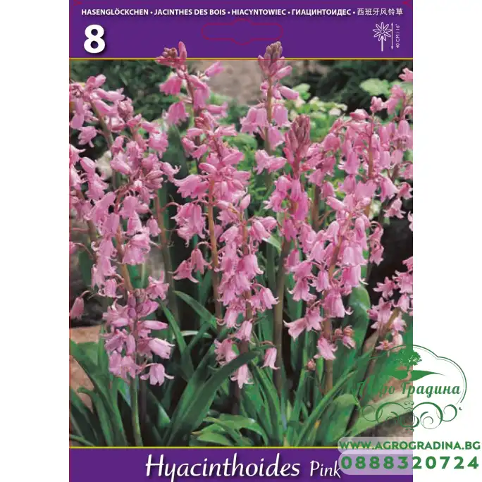 Лъжезюмбюл Розова камбанка Hyacinthoides pink - 8 бр луковици Лъжезюмбюл Розова камбанка Hyacinthoides pink - 8 бр луковици