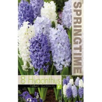 Зюмбюл Синьо/Бяло Микс / Hyacinthus Blue/White Mixed - 8 бр луковици