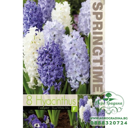Зюмбюл Синьо/Бяло Микс / Hyacinthus Blue/White Mixed - 8 бр луковици