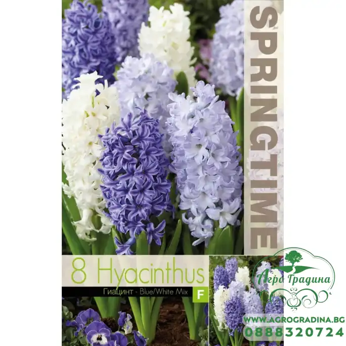 Зюмбюл Синьо Бяло Микс Hyacinthus Blue White Mixed - 8 бр луковици Зюмбюл Синьо Бяло Микс Hyacinthus Blue White Mixed - 8 бр луковици