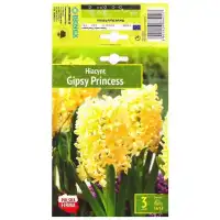 Зюмбюл Джипси Принцес Hyacinthus Gipsy Princess - 3 бр луковици