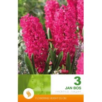 Зюмбюл Ян Бос / Hyacinthus Jan Bos - 3 бр луковици