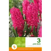 Зюмбюл Ян Бос / Hyacinthus Jan Bos - 3 бр луковици