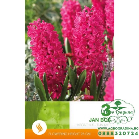 Зюмбюл Ян Бос / Hyacinthus Jan Bos - 3 бр луковици