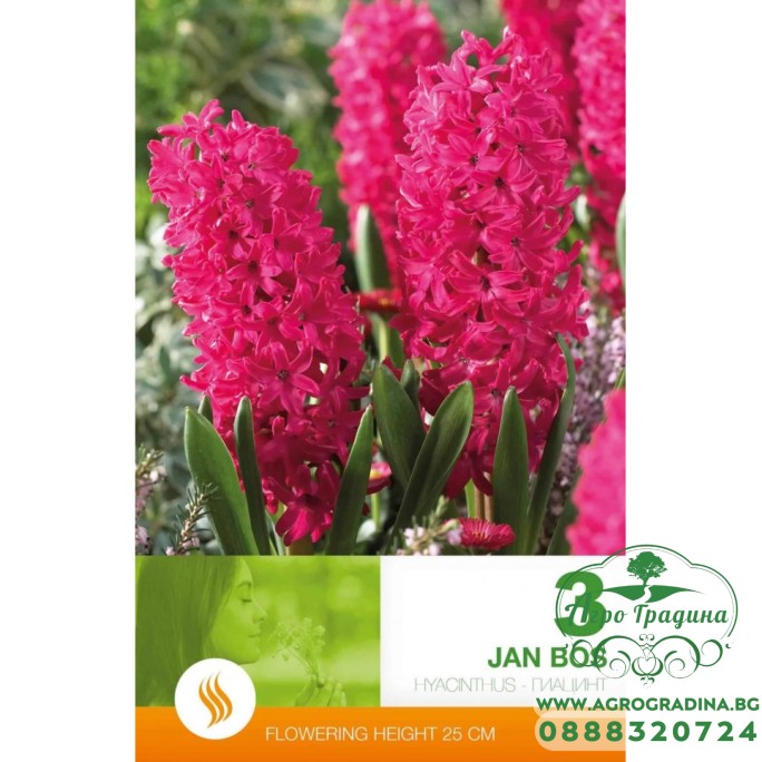 Зюмбюл Ян Бос / Hyacinthus Jan Bos - 3 бр луковици