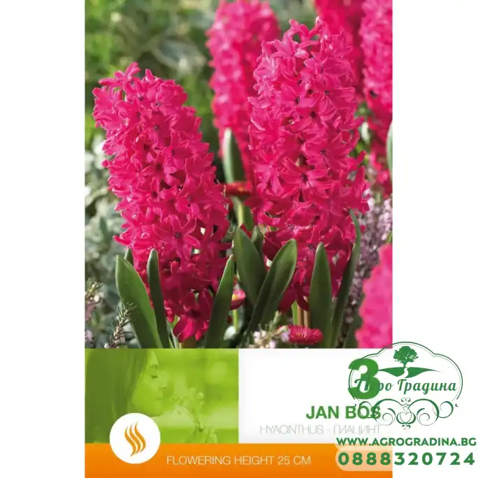 Зюмбюл Ян Бос Hyacinthus Jan Bos - 3 бр луковици