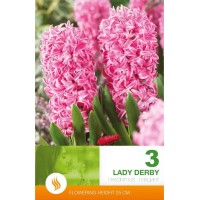 Зюмбюл Лейди Дерби / Hyacinthus Lady Derby - 3 бр луковици