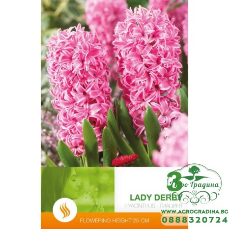 Зюмбюл Лейди Дерби / Hyacinthus Lady Derby - 3 бр луковици