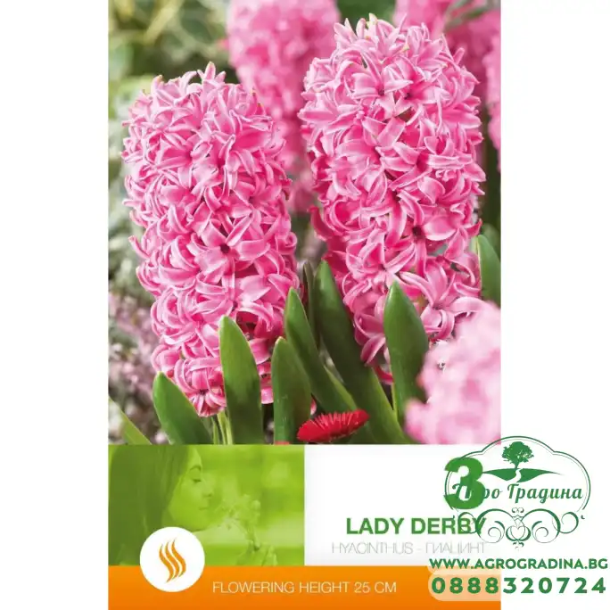 Зюмбюл Лейди Дерби Hyacinthus Lady Derby - 3 бр луковици