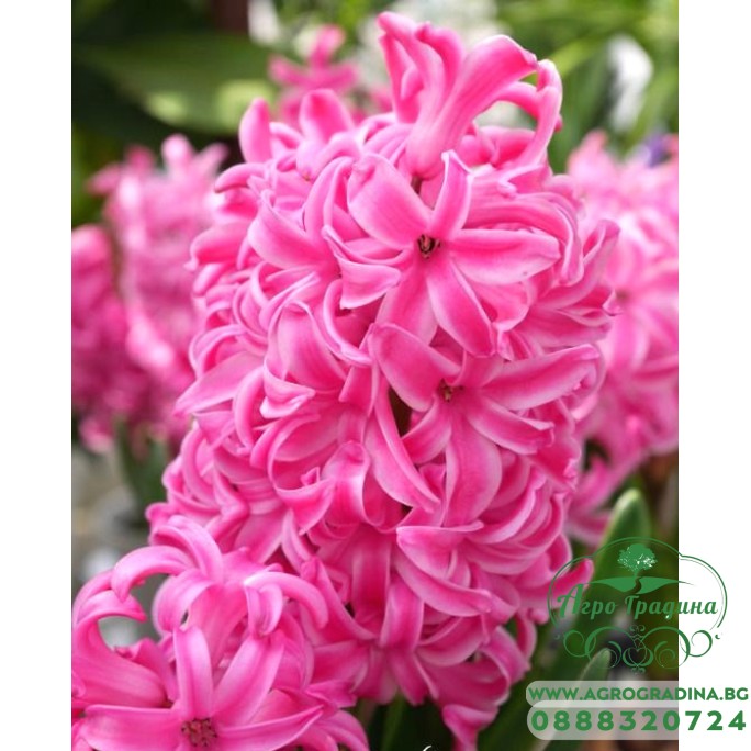 Зюмбюл Лейди Дерби Hyacinthus Lady Derby - 3 бр луковици