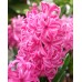 Зюмбюл Лейди Дерби Hyacinthus Lady Derby - 3 бр луковици – Есенни луковици
