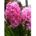Зюмбюл Лейди Дерби Hyacinthus Lady Derby - 3 бр луковици – Есенни луковици