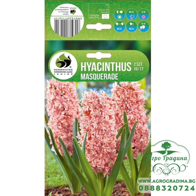 Зюмбюл Маскарад Hyacinthus Masquerade - 3 бр луковици Зюмбюл Маскарад Hyacinthus Masquerade - 3 бр луковици