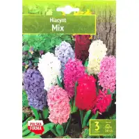 Зюмбюл Източен Микс / Hyacinthus orientalis Mixed - 3 бр луковици