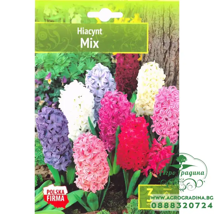 Зюмбюл Източен Микс Hyacinthus orientalis Mixed - 3 бр луковици Зюмбюл Източен Микс Hyacinthus orientalis Mixed - 3 бр луковици