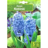 Зюмбюл Източен Небесен / Hyacinthus Niebieski  - 3 бр луковици