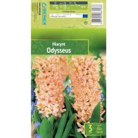 Зюмбюл Одисей Hyacinthus Odysseus - 3 бр луковици