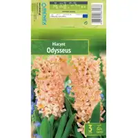 Зюмбюл Одисей Hyacinthus Odysseus - 3 бр луковици