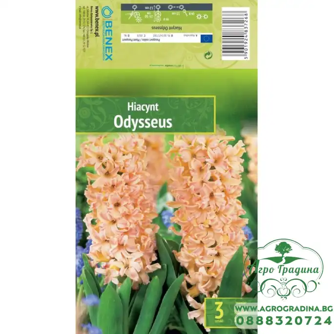 Зюмбюл Odysseus Hyacinthus - 3 бр луковици Зюмбюл Odysseus Hyacinthus - 3 бр луковици