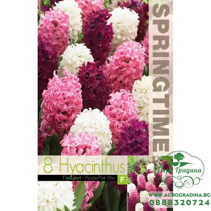 Зюмбюл Лилаво Розово Микс Hyacinthus Purple Pink Mixed - 8 бр луковици Зюмбюл Лилаво Розово Микс Hyacinthus Purple Pink Mixed - 8 бр луковици