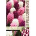 Зюмбюл Лилаво/Розово Микс / Hyacinthus Purple/Pink Mixed - 8 бр луковици
