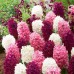 Зюмбюл Лилаво/Розово Микс / Hyacinthus Purple/Pink Mixed - 8 бр луковици