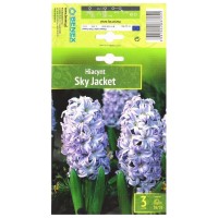 Зюмбюл Sky Jacket Hyacinthus - 3 бр луковици
