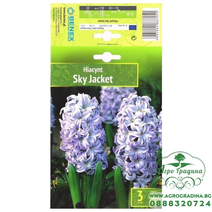 Зюмбюл Sky Jacket Hyacinthus - 3 бр луковици