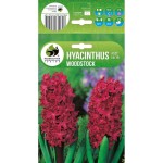 Зюмбюл Уудсток Hyacinthus Woodstock - 3 бр луковици
