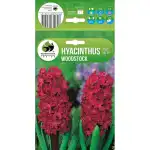Зюмбюл Уудсток Hyacinthus Woodstock - 3 бр луковици