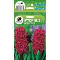 Зюмбюл Уудсток Hyacinthus Woodstock - 3 бр луковици